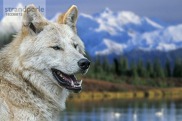 Nordwestlicher Wolf  Mackenzie-Wolf (Canis lupus occidentalis) Unterart des im westlichen Nordamerika  Kanada und Alaska beheimateten Grauwolfs