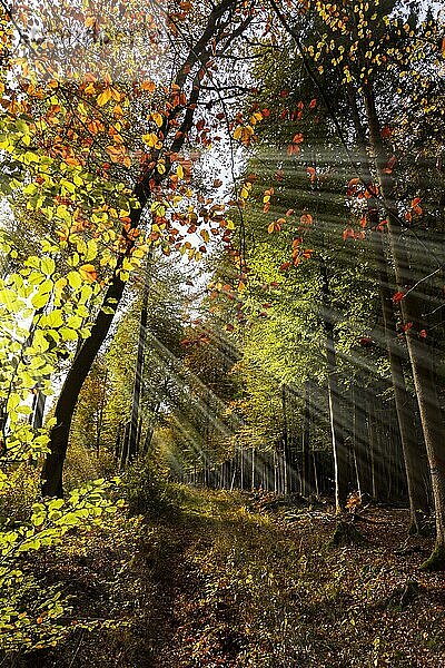 Herbst  Laubwälder in der Nähe von Diez  Rheinland-Pfalz