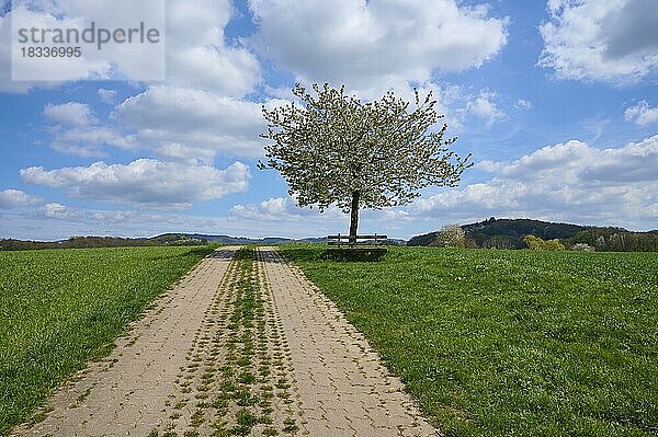 Landschaft  Feldweg  Kirschbaum  Blüten  Bank  Mittelgebirge  Frühling  Birkenau  Odenwald  Hessen  Deutschland  Europa