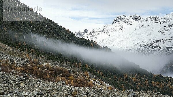 Herbstlicher Lärchenwald im Val Morteratsch  Morteratschgletscher  Engadin  Graubünden  Schweiz  Europa