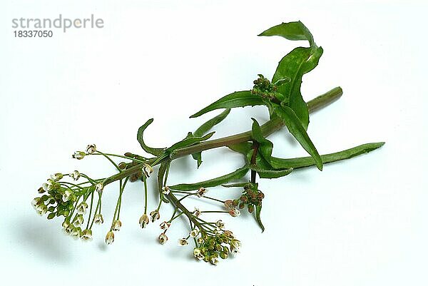 Heilpflanze Hirtentäschel  Hirtentäschelkraut (Capsella bursa-pastoris)  Hirtentaeschel  dem Hirtentäschelkraut werden traditionell Wirkungen gegen unterschiedlichste Beschwerden zugesprochen. So soll es unter anderem den Blutdruck regulieren  die Verdauung fördern  gegen Rheuma und Gicht sowie gegen Nasenbluten helfen  Heilpflanzliche Anwendung ohne Gewähr