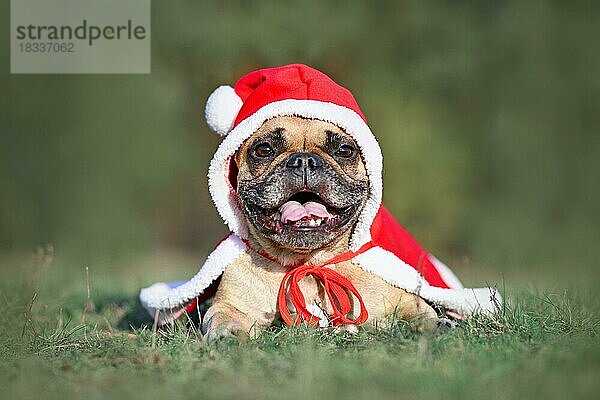 Fröhlich lächelnder französischer Bulldoggenhund  der einen roten Weihnachtsmannmantel mit Hut trägt  während er auf grünem Gras liegt