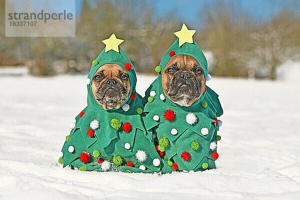Ein Paar Französische Bulldoggen in Weihnachtsbaumkostümen mit Kugeln und Sternen sitzen zusammen im Schnee