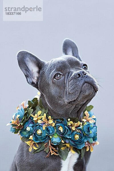 Französische Bulldogge Hund mit Blumenhalsband vor grauem Hintergrund