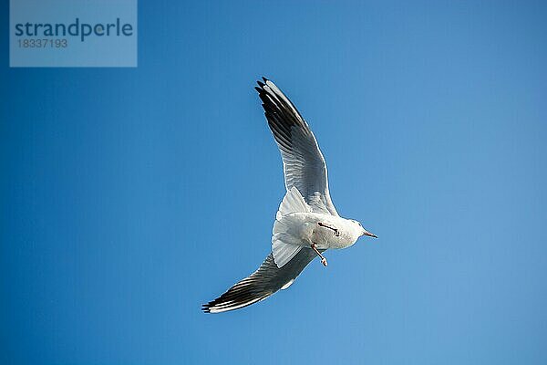 Einzelne Möwe fliegt in einem blauen Himmel als Hintergrund