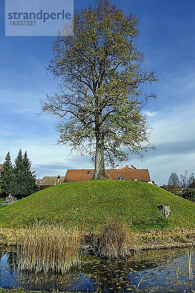 Die Motte (mittellateinisch mota) (Hügel)  ehemalige Kleinburganlage mit Linde (Tillia)  Dietmannsried  Allgäu  Bayern  Deutschland  Europa