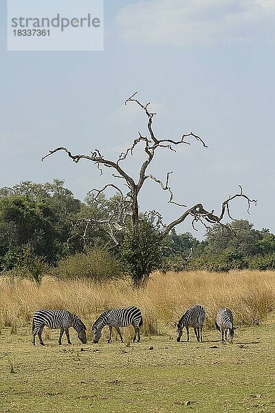 Steppenzebra der Unterart Crawshay-Zebra (Equus quagga crawshayi)  Herde vor abgestorbenem Baum  South Luangwa  Sambia  Afrika