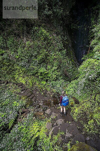 Wanderweg Vereda do Larano  Wanderin im Wald  Madeira  Portugal  Europa