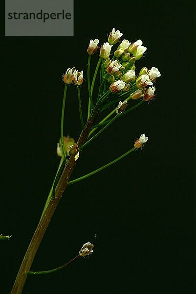 Heilpflanze Hirtentäschel  Hirtentäschelkraut (Capsella bursa-pastoris)  Hirtentaeschel  dem Hirtentäschelkraut werden traditionell Wirkungen gegen unterschiedlichste Beschwerden zugesprochen. So soll es unter anderem den Blutdruck regulieren  die Verdauung fördern  gegen Rheuma und Gicht sowie gegen Nasenbluten helfen  Heilpflanzliche Anwendung ohne Gewähr