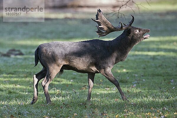 Damhirsch (Dama dama)  Niedersachsen  Deutschland  Europa