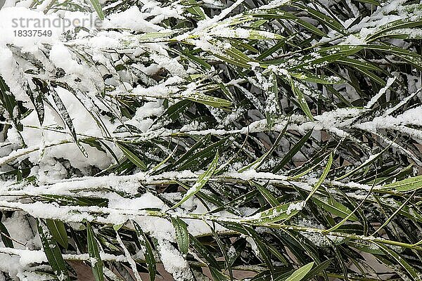Weißer Winterhintergrund mit verschneiten Zweigen