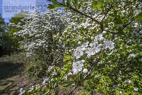 Blühender Weißdorn (Crataegus monogyna)  Einsamiger Weißdorn  Maiblume mit weißen Blüten im Frühjahr