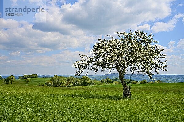 Apfelbaum  Wiese  Wolken  Frühling  Winterkasten  Lindenfels  Bergstrasse  Odenwald