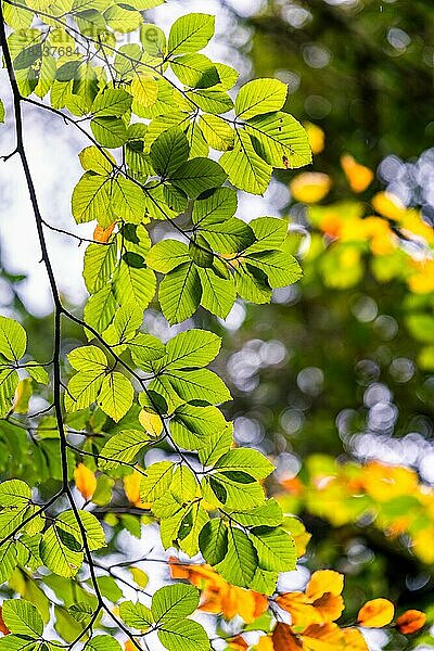 Erlenblätter in Herbstfarben  Parke National Trust  Devon  England  Großbritannien  Europa