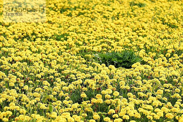 Blumenbeet als Hintergrund mit vielen schönen bunten Blumen