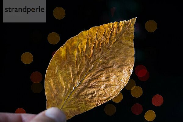 Blatt in der Hand auf einem hellen Bokeh-Hintergrund