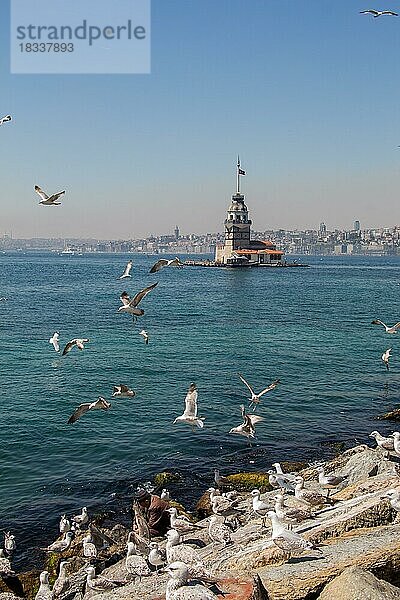 Möwen und Jungfernturm in Istanbul