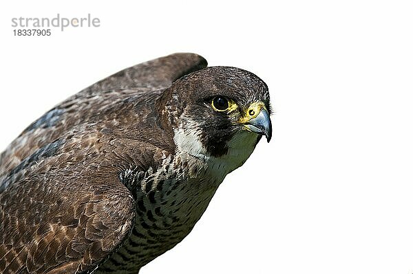 Wanderfalke (Falco peregrinus)  Nahaufnahme des Vogels mit ausgebreiteten Flügeln vor weißem Hintergrund