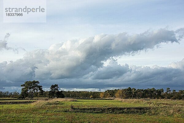 Regenwolken ziehen über Waldstück hinweg  Möser  Sachsen-Anhalt  Deutschland  Europa