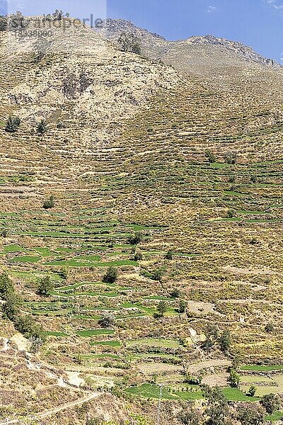 Terrassen  terrassierte Felder am Berghang  San Miguel de Viso  Rimac Tal  Peru  Südamerika