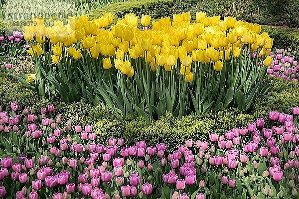 Bunte Tulpenblüten blühen im Garten