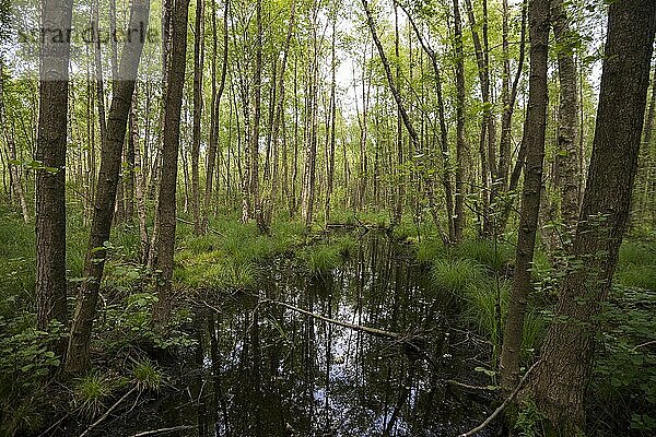 Moor  bei Zarrentin  Schaalsee  UNESCO Biosphärenreservat Schaalsee  Lauenburgische Seen  Mecklenburg-Vorpommern  Deutschland  Europa
