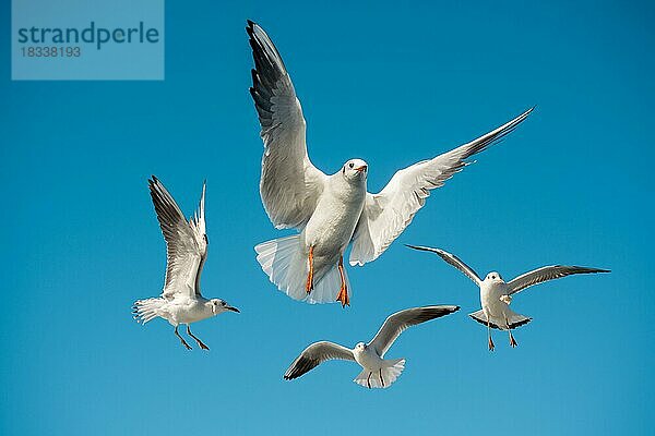 Einzelne Möwe fliegt in einem blauen Himmel Hintergrund