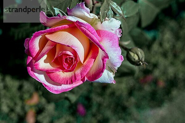 Schöne bunte Rose in Nahaufnahme