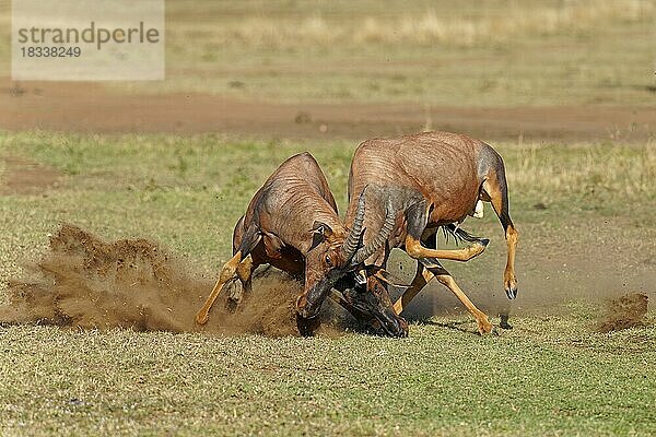 Kampf zweier Topi-Leierantilop-Bullen  Massai-Mara-Wildschutzgebiet  Kenia  Afrika