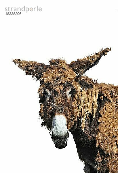 Nahaufnahme des Poitou-Esels  Poitevin-Esel  Baudet de Poitou mit zotteligem Fell vor weißem Hintergrund