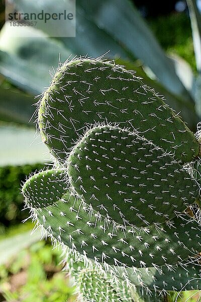 Kaktuspflanze mit Blüte in der Natur mit Kaktusstacheln
