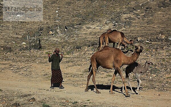 Kamelherde im Dhofargebiet  Jabal al Qamar  Südlicher Oman