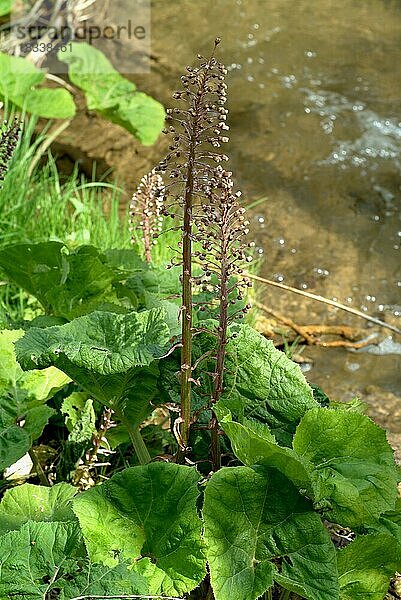 Pestwurz (Petasites hybridus)  Heilpflanze  Kräuter  Wildpflanze  medizinische Verwendung