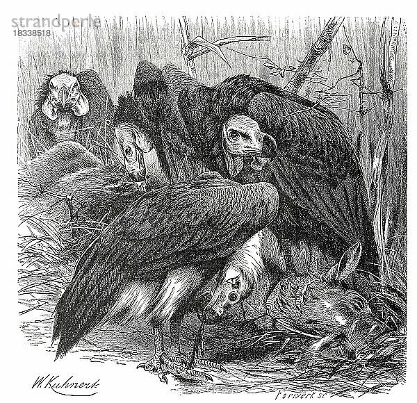 Vogel  Kahlkopfgeier (Sarcogyps calvus) oder Lappengeier  Art der Altweltgeier  Historisch  digital restaurierte Reproduktion von einer Vorlage aus dem 19. Jahrhundert