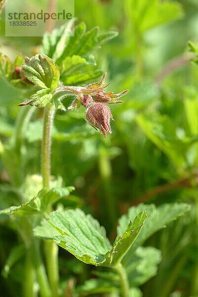 Bachnelkenwurz (Geum rivale)  Heilpflanze  medizinische Verwendung