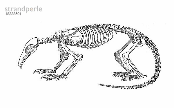 Skelett der Tamandua  Großer Ameisenbär (Myrmecophaga tridactyla) ist ein Säugetier aus der Ordnung der Zahnarmen  Skeleton of tamandua  large anteater  Historisch  digital restaurierte Reproduktion einer Originalvorlage aus dem 19. Jahrhundert  genaues Originaldatum nicht bekannt