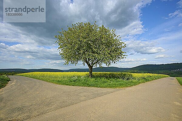 Weggabelung  Kirschbaum  Rapsfeld  Spessart  Bayern  Deutschland  Europa