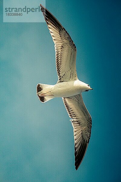 Möwe fliegt im blauen Himmel über dem Meer Wasser