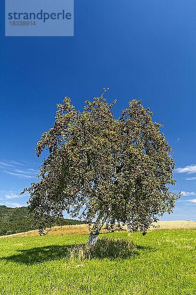 Apfelbaum (Malus domestica)  rote Äpfel am Baum  blauer Himmel  Pfalz  Rheinland-Pfalz  Deutschland  Europa