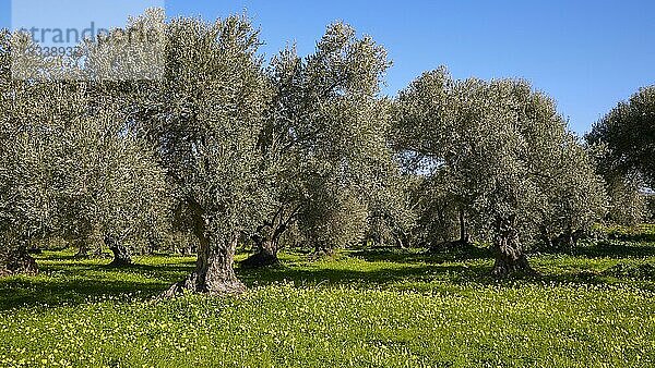 Oliven (olivae)  Olivenbäume  grüne Wiese  gelbe Blumen  wolkenloser blauer Himmel  Zentralkreta  Insel Kreta  Griechenland  Europa