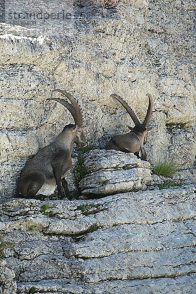 Alpensteinbock (Capra ibex) männliche Tiere ruhen in der Felswand  Toggenburg  Kanton St. Gallen  Schweiz  Europa