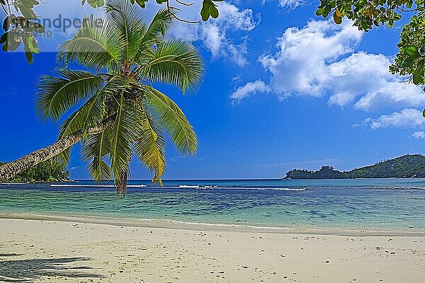 überhängende Kokospalme an der traumhaften Bucht von Baie Lazare  Insel Mahe  Westküste  Seychellen  Afrika