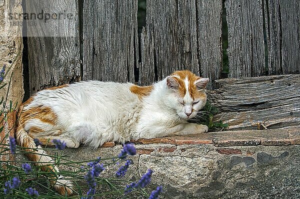 Hauskatze (Felis catus) beim Ausruhen im Freien vor einer alten Holztür eines Hauses in einem französischen Dorf in der Provence  Frankreich  Europa
