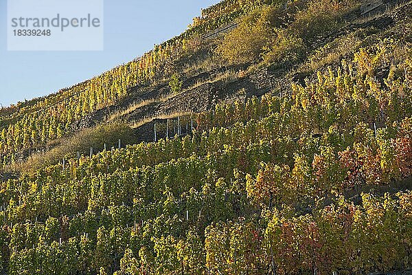 Weinberge im Herbst  Ahrtal  hier wird Rotwein der Spätburgunder und Portugieser Traube angebaut  Rotweinanbaugebiet  Eifel  Rheinland-Pfalz  Deutschland  Europa