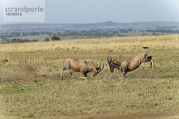 Kampf zweier Topi-Leierantilop-Bullen  Massai-Mara-Wildschutzgebiet  Kenia  Afrika