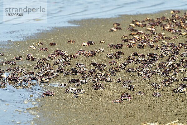 Winkerkrabben am Strand von Tanji  Gambia  Westafrika  Afrika
