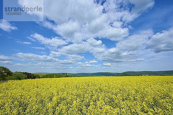 Landschaft  Rapsfeld  Blüte  Wolken  Frühling  Miltenberg  Spessart  Bayern  Deutschland  Europa