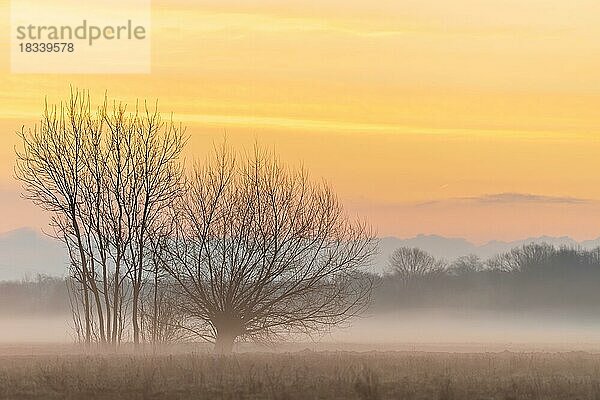 Silhouetten von Bäumen im Morgennebel auf dem Land. Elsass  Frankreich  Europa