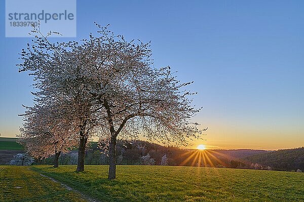 Landschaft  Kirschbaum  Blüten  Weg  Sonnenuntergang  Frühling  Reichartshausen  Amorbach  Odenwald  Bayern  Deutschland  Europa