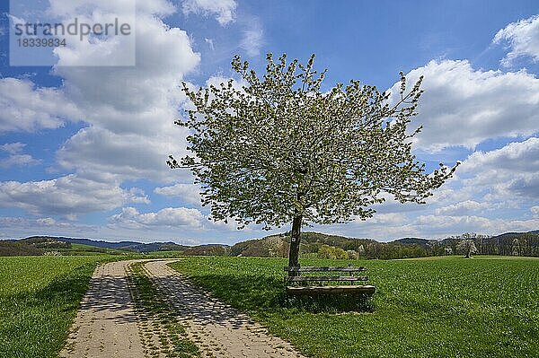 Landschaft  Feldweg  Kirschbaum  Blüten  Bank  Mittelgebirge  Frühling  Birkenau  Odenwald  Hessen  Deutschland  Europa